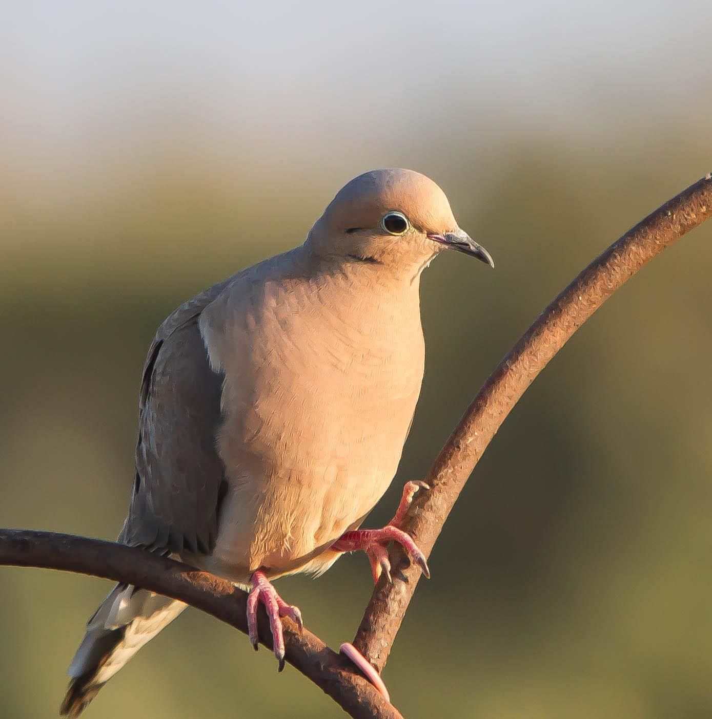 02 07 Mourning Dove 7304787228