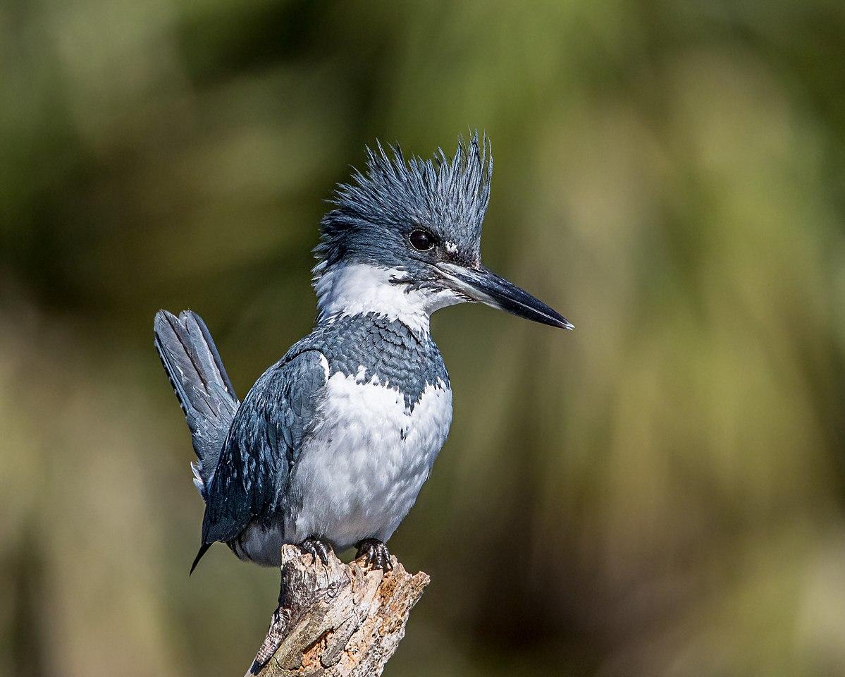 Belted Kingfisher 24120918989