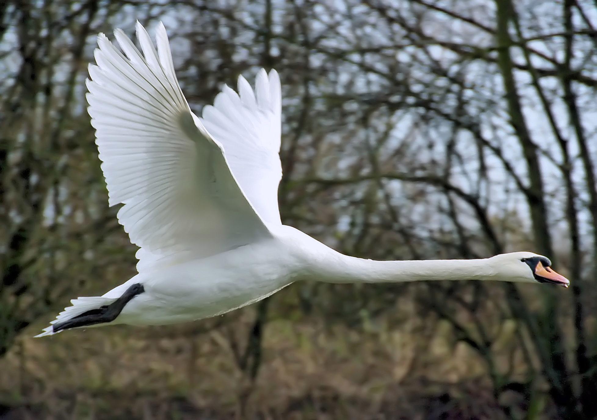 Mute swan flies arp