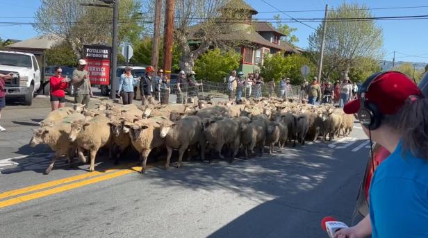 MichelleSheep cred TiffanyFulgoni