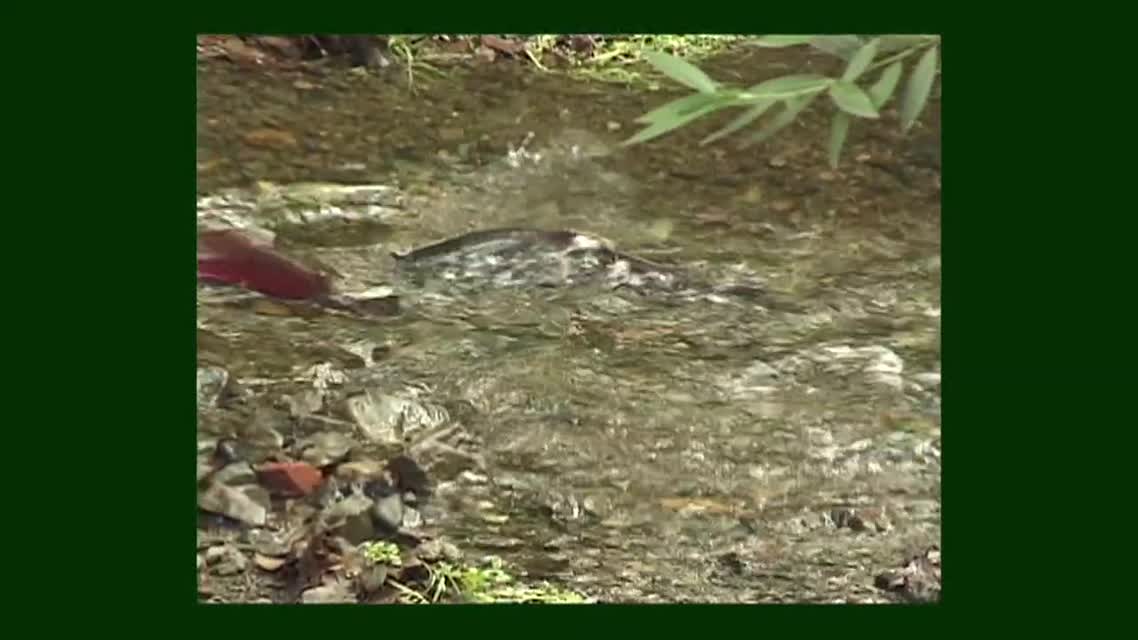 Bay Nature: Coho Salmon