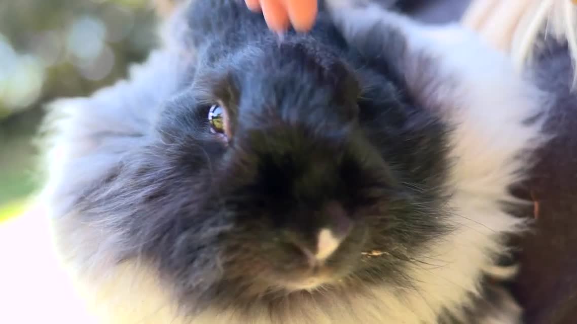 FarmShorts: Black Mountain Farm