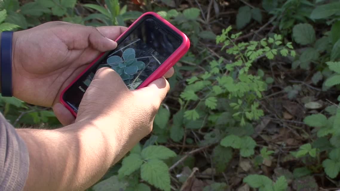 Bay Nature: Young Citizen Scientists