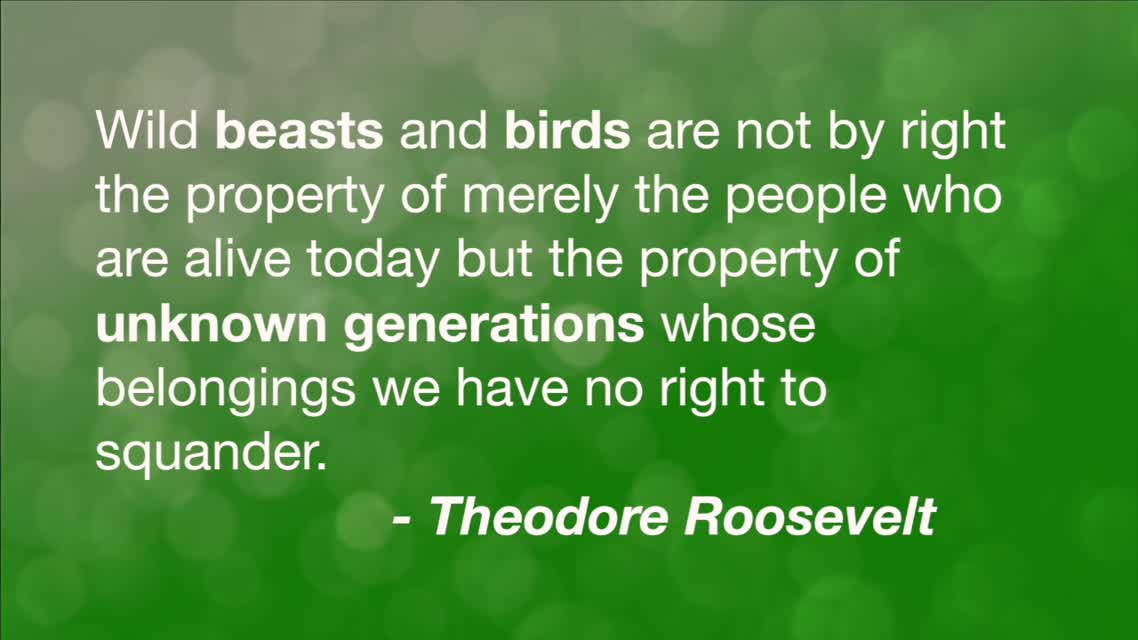 Wild Beasts and Birds...