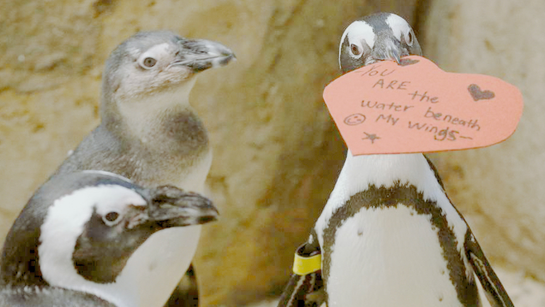 For the Love of Penguins