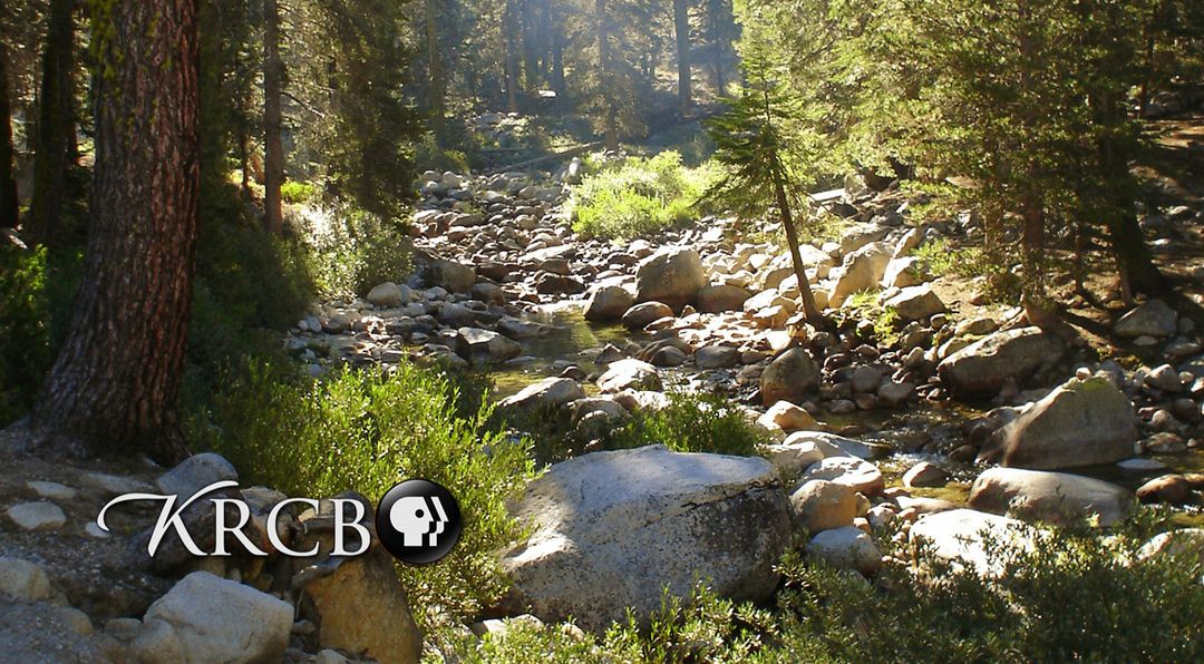 Bay Area Bountiful: Forests