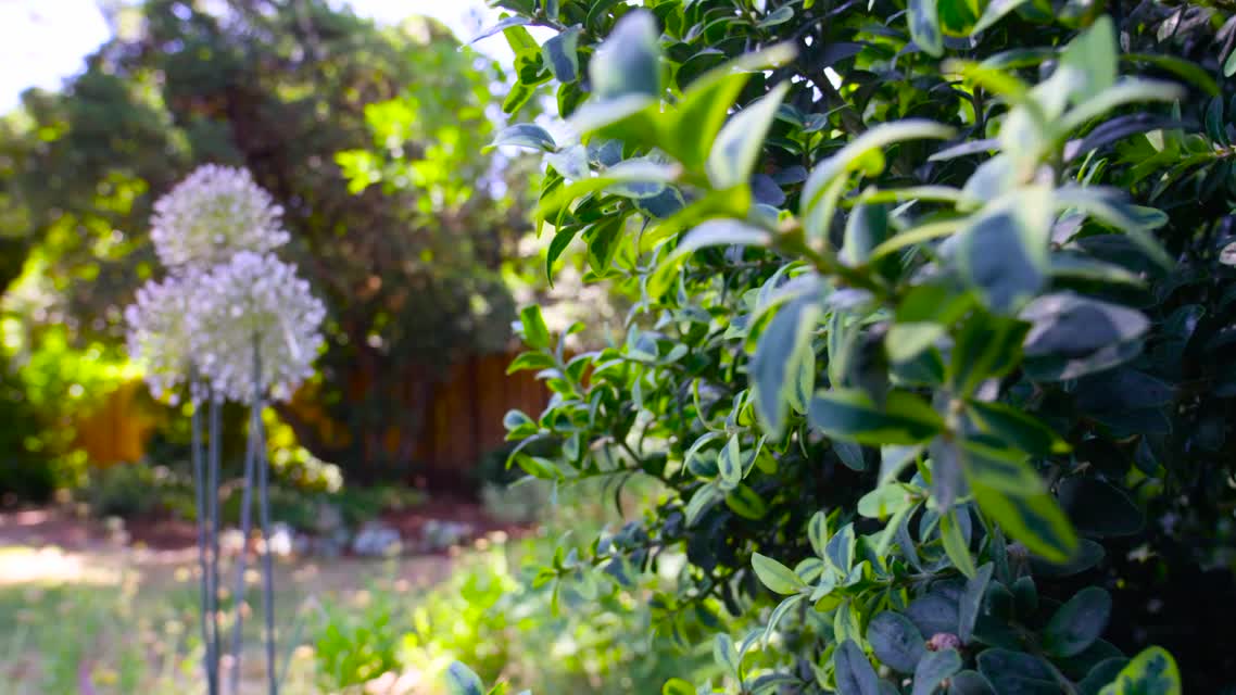 Drought Gardening Tips: Prioritizing Plantings