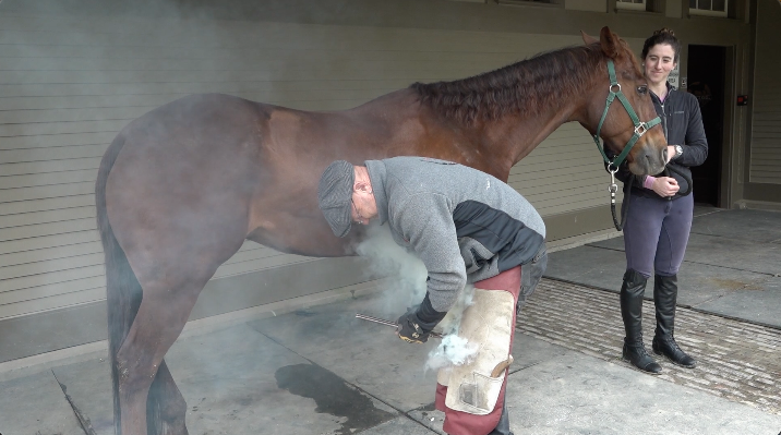 Bay Area Bountiful: Horses at Wunderlich
