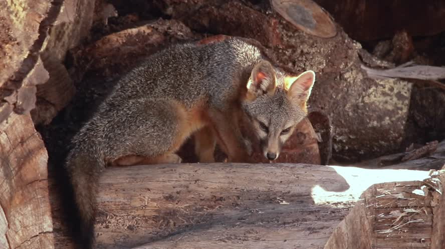 Gray Fox CritterCam