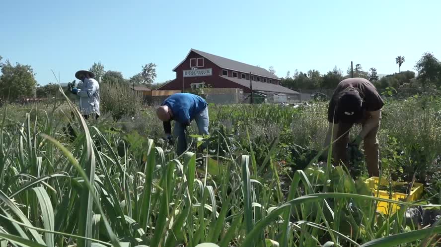 Veggielution Short Story