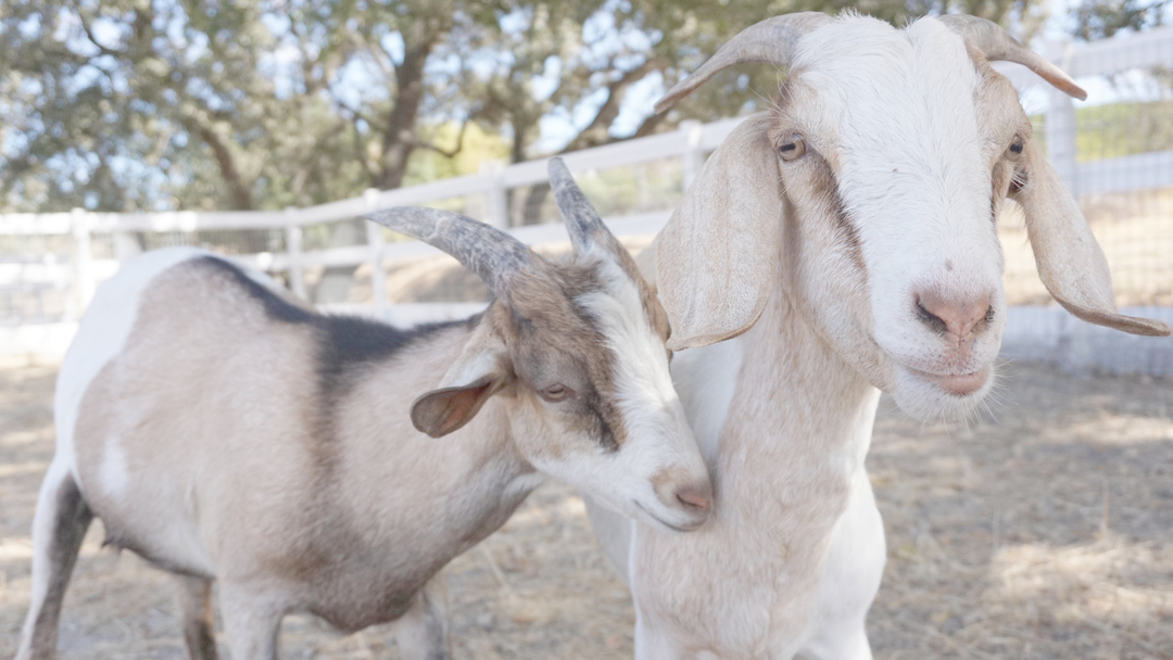 Close Encounters of a Virtual Kind